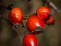 Hagebutten an Rosenstrauch